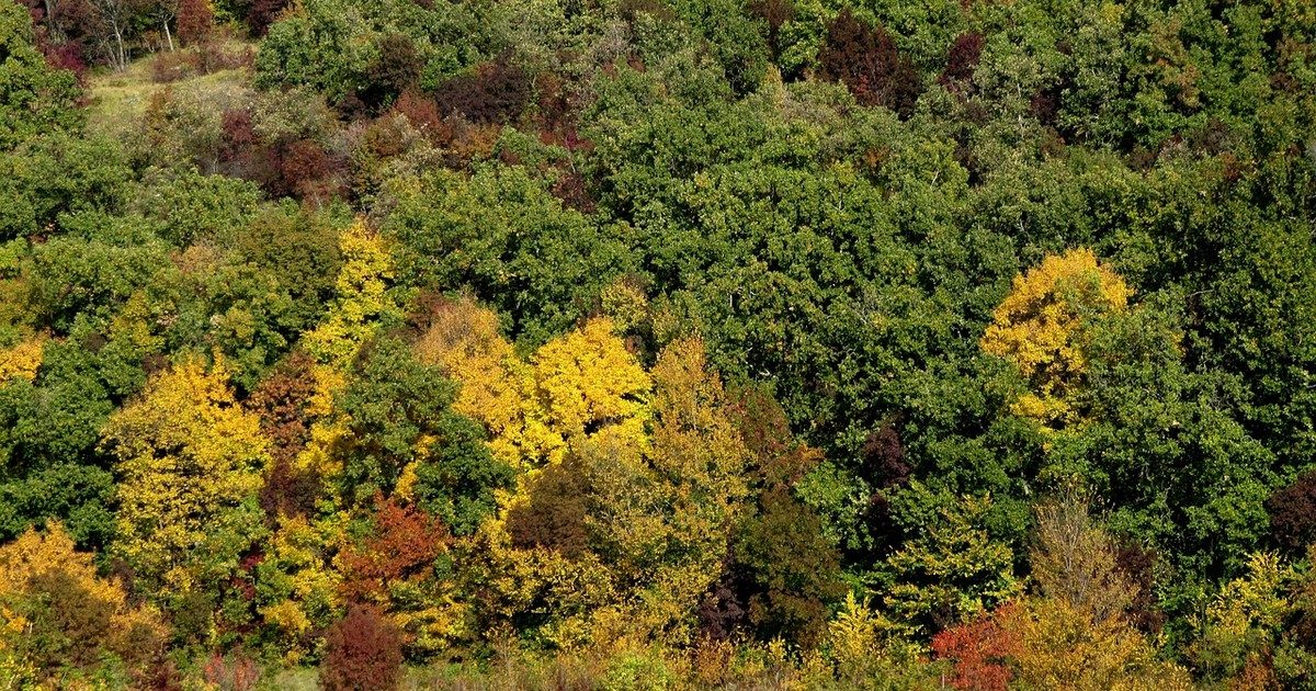 Kíméletlen küzdelem az életért: tragikus sorsú 85 éves nőt találtak a Bükk hegyei között