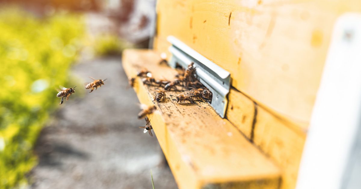 Az elképesztő peteérést eredményező természetes szer kutatásai és hatásai