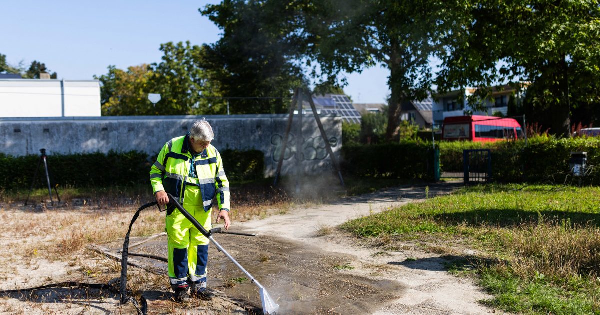 A fenyegető terjedés: szakértők figyelmeztetnek az Európát járványszerűen ellepő rovarról