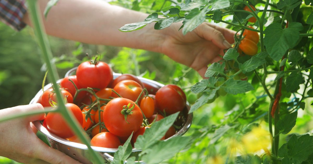 Paradicsom Kvíz: Mi a különbség a passata és a sűrített paradicsom között?