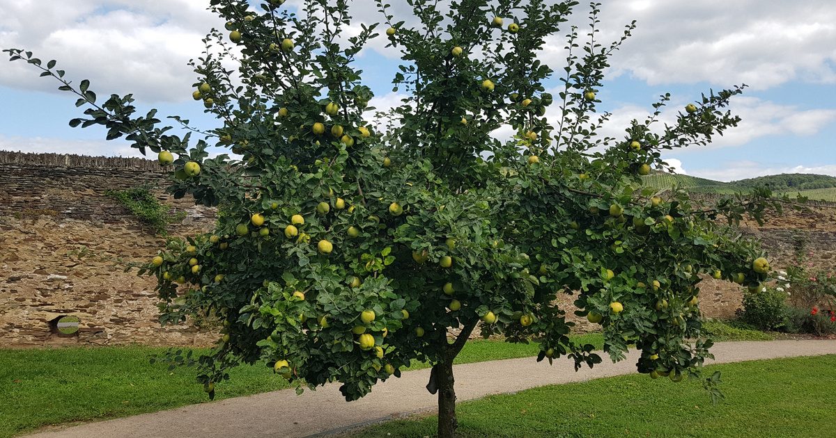 Élvezd az ingyenes, köhögéscsillapító hatású őszi superfoodot: az őszibarackot