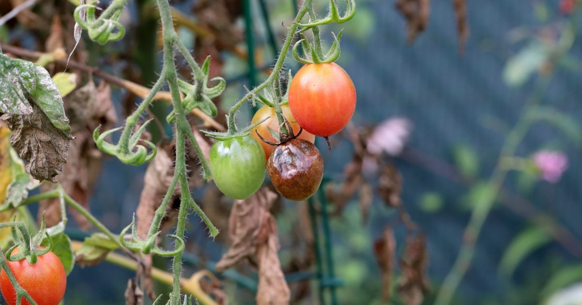 Az országot elárasztotta az új, hatalmas fenyegetés – nincs menekvés előle