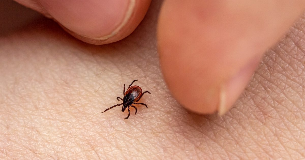 Tartsd távol a kullancsokat ősztől is! Praktikus tippek a védekezéshez