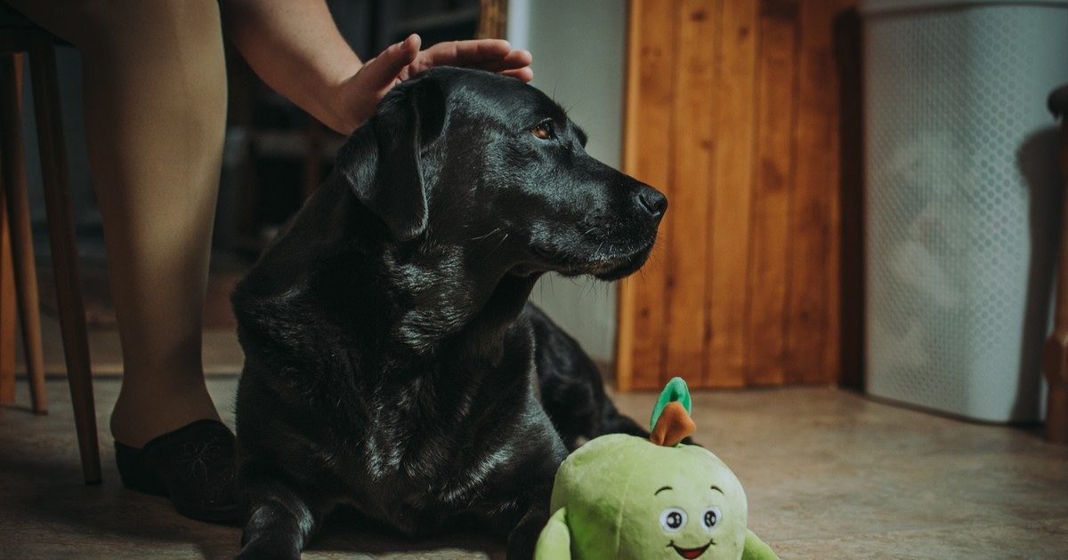 Összefogás a megmentésért: Megrokkant Dolly vakvezető kutyája