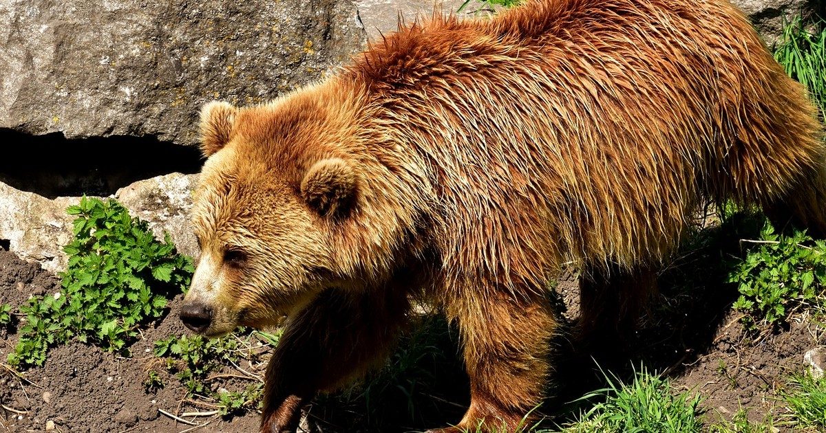 Vad medve riogatja a borsodi gyümölcsösket