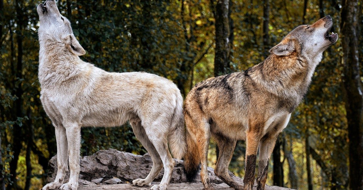 A Föld gyógyítói: Az állatok szerepe a környezet gyógyulásában