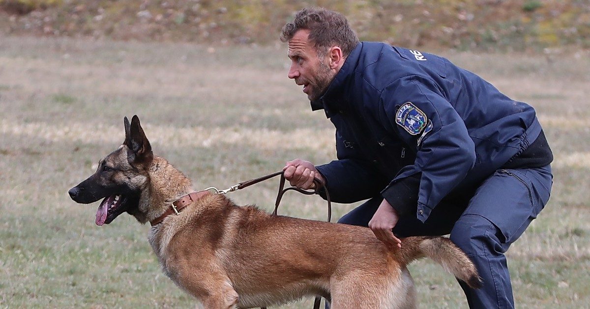 Nyugdíjba vonul Pocak, a hős rendőrkutya - A négylábú kolléga 10 évig segítette a rendőröket