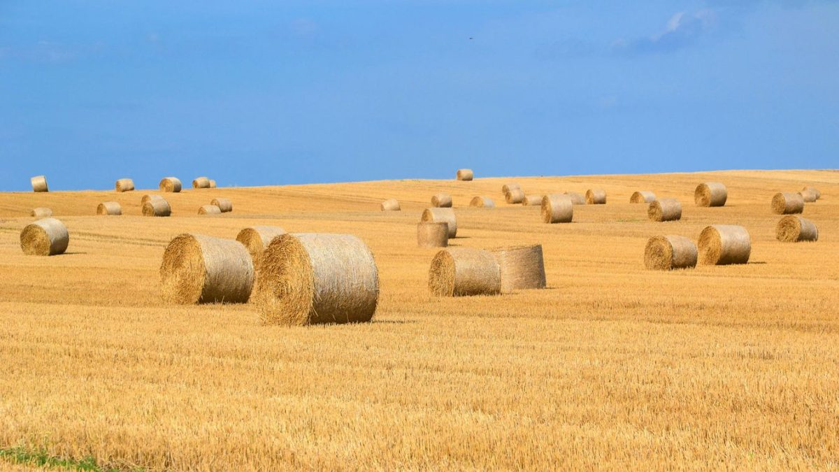 MAGYAR GAZDÁK VÉDELME - Az agrártámogatásokért harcolunk!