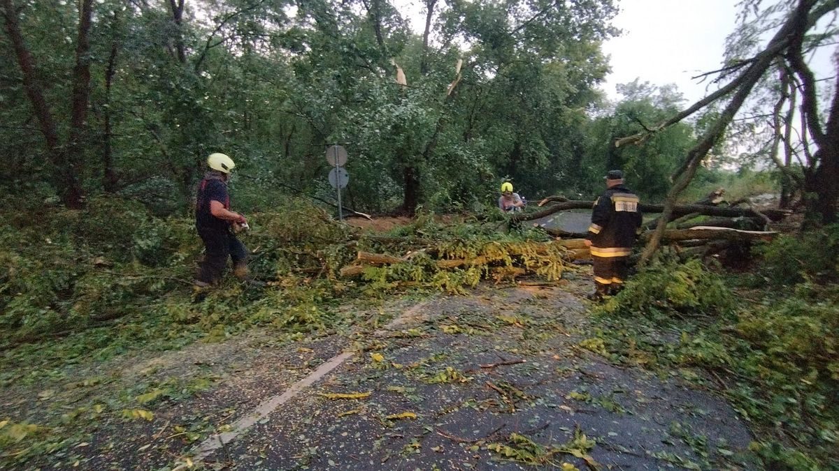 Ki felel a fa által okozott károkért? Szakértői válaszok a vállalkozástól