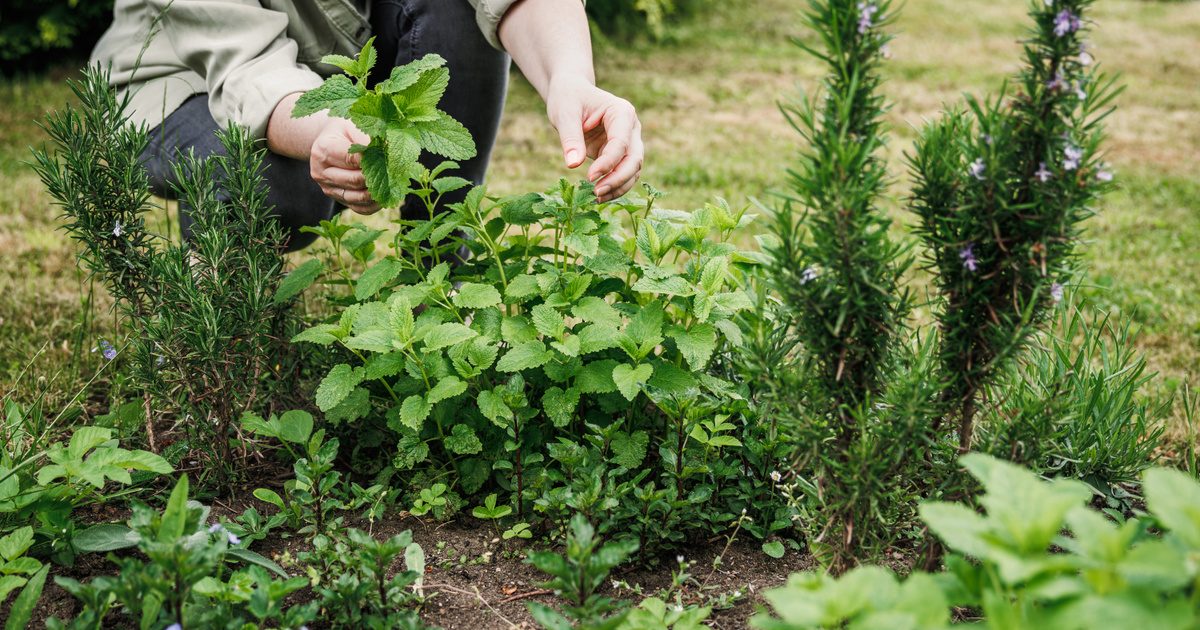 Az új csodanövény: a tízszer erősebb antioxidáns