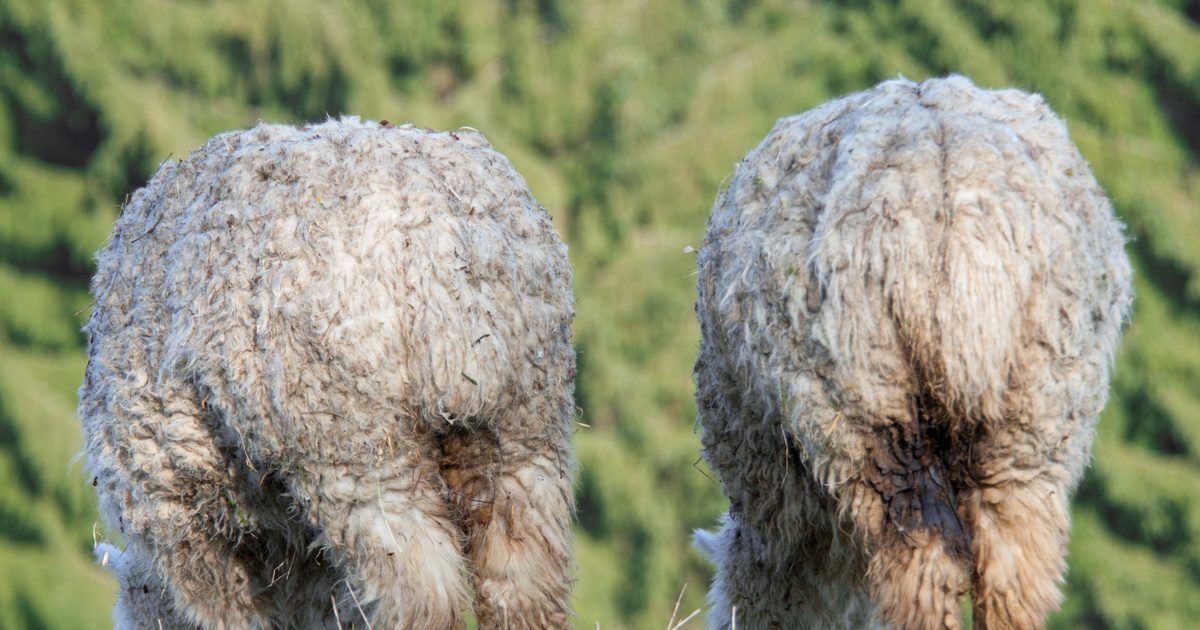 Megtudhatod, hányféle állatot ismersz fel az alapján, hogy csak a popójukat látsz!