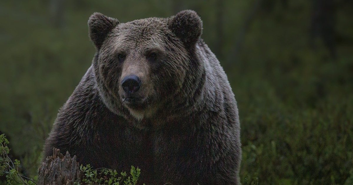 Pánik a Bakonyban: Valóban medve garázdálkodik a környéken?