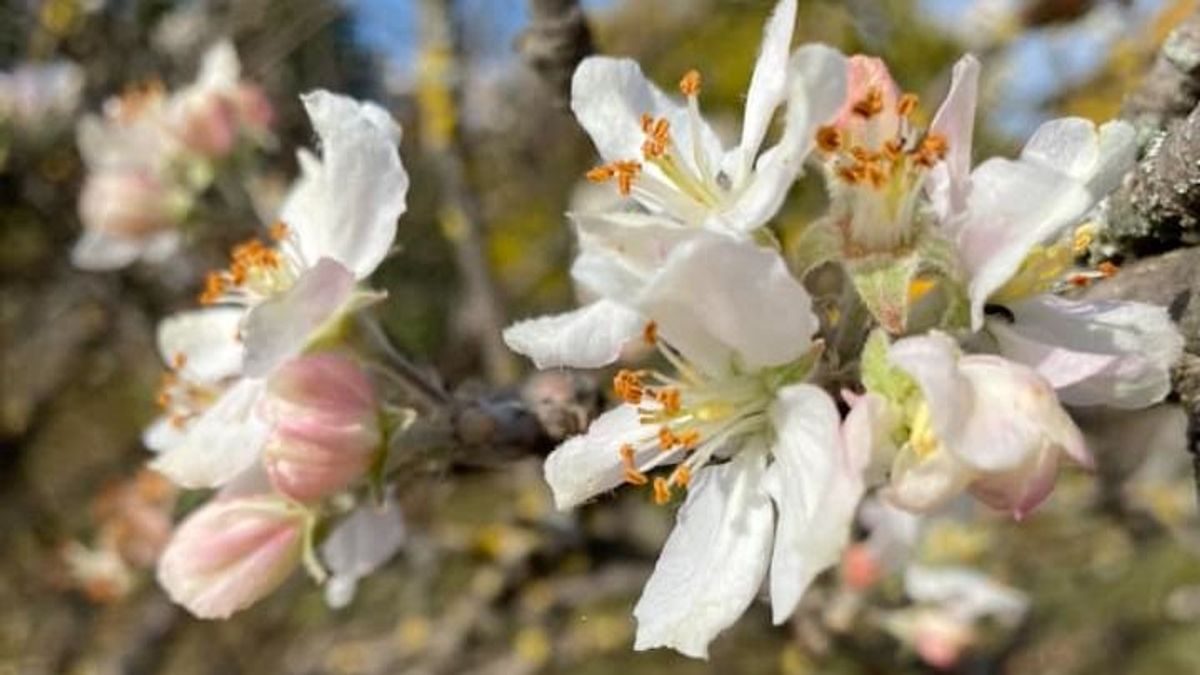 Virágzó tavasz az őszi időkben – Az enyhe idő új életre kel a tájban