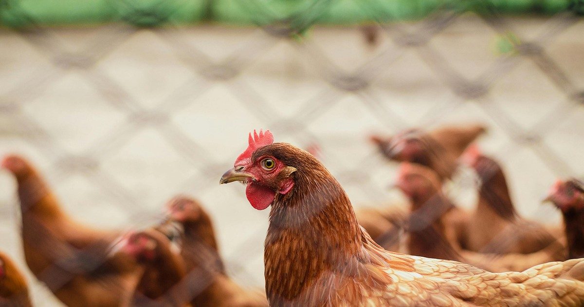 Megdöbbentő hír: Ember fertőződött madárinfluenzával!