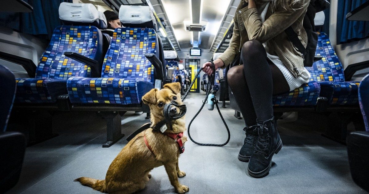 A MÁV forradalmi lépést tesz: ingyenessé válik a kutya- és kerékpárszállítás Budapesten