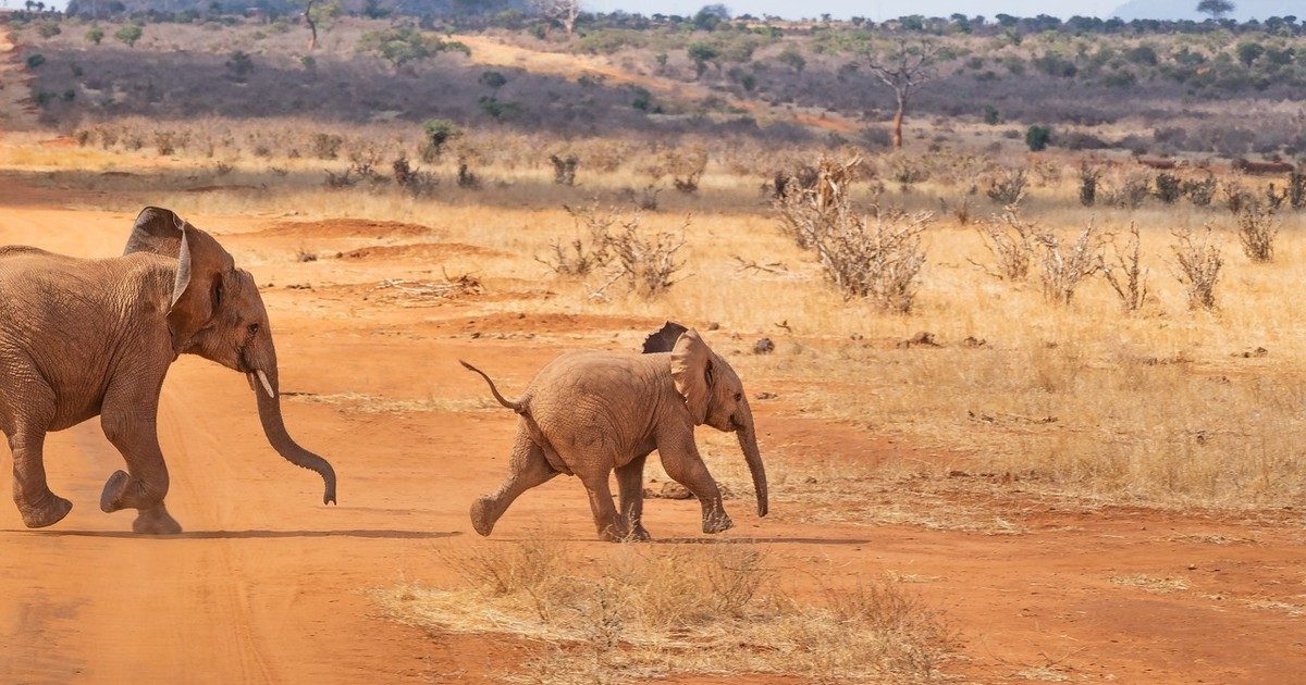 Megdöbbentő kezdeményezés: afrikai nemzeti parkban fúrtak kutat az állatok számára a Győri Xantus János Állatkert szakemberei