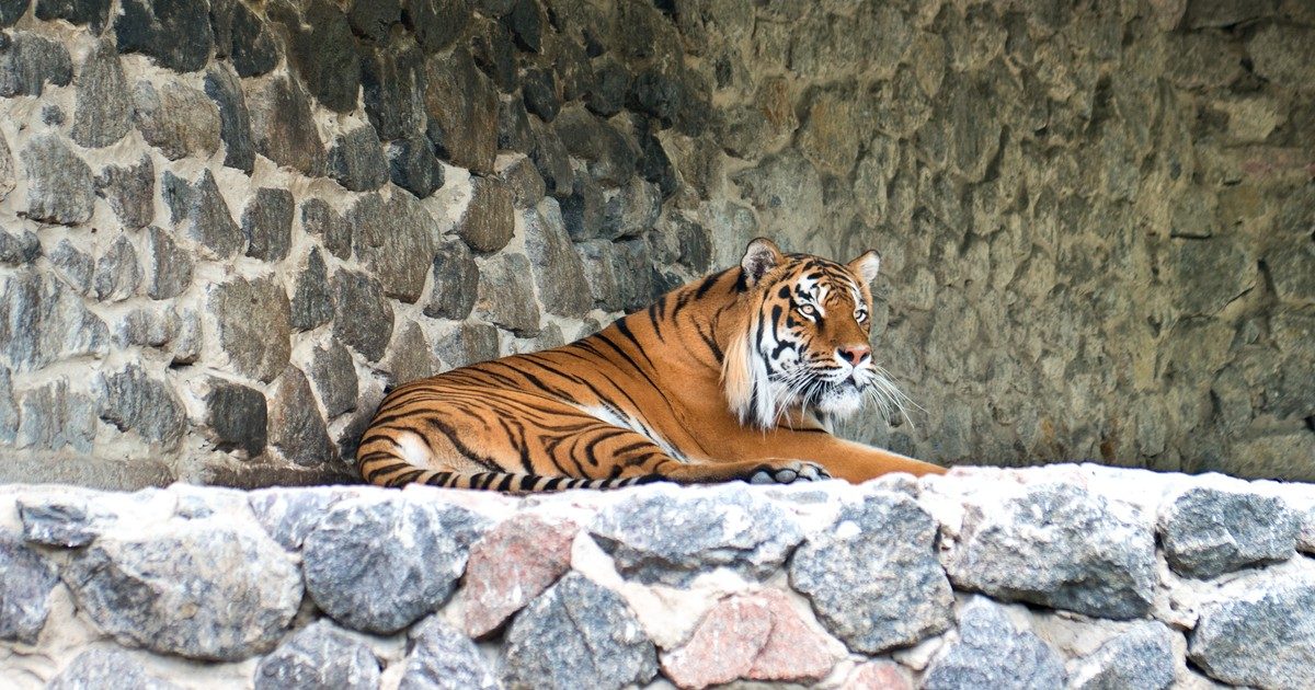 A tragikus esemény: Tigris támadása az állatkertben