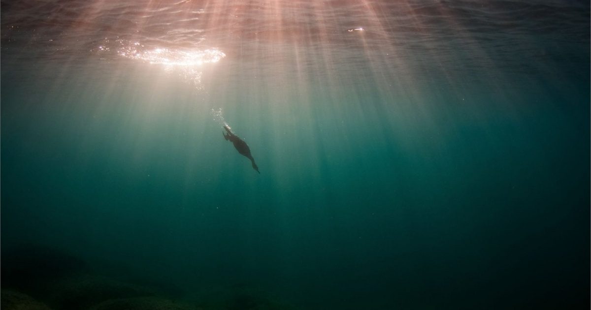 Pusztító kártevő zsákmányra: engedélyt kapott a Balatonnál történő kilövésére