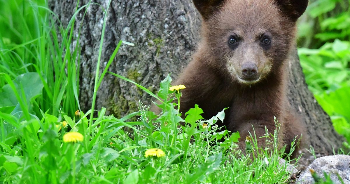 Lenyűgöző átváltozás: A kopasz medve, aki megtalálta a szeretetet és gondoskodást