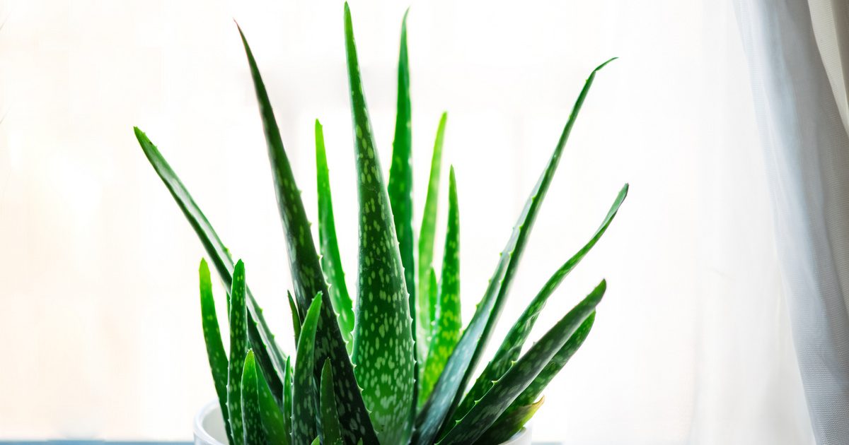 Aloe vera veszélyeit elkerülve: 3 biztonsági tipp a használata előtt