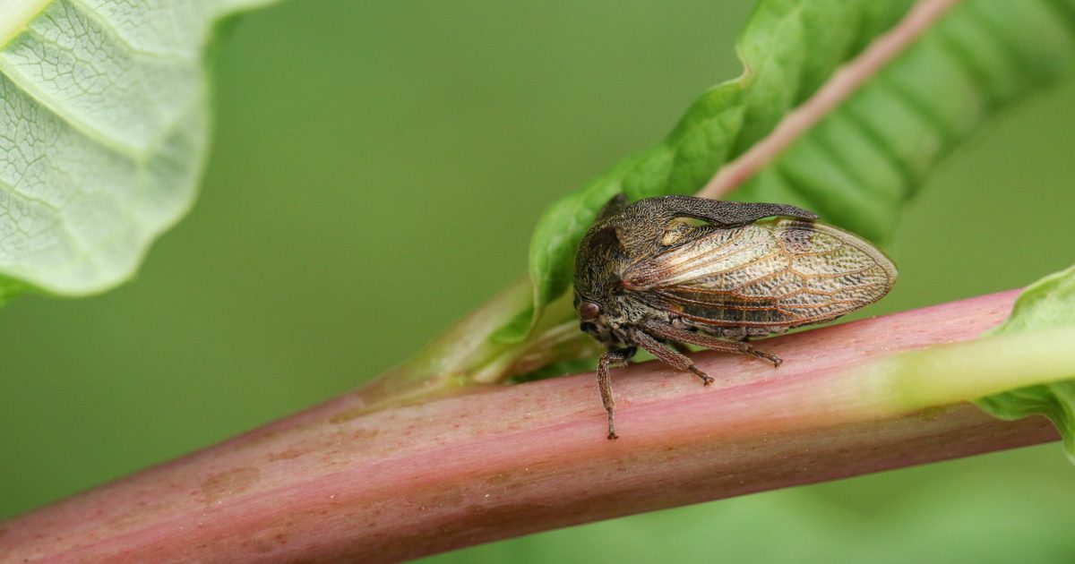 Földöntúli közelkép: egy kabóca arcának lenyűgöző részletei