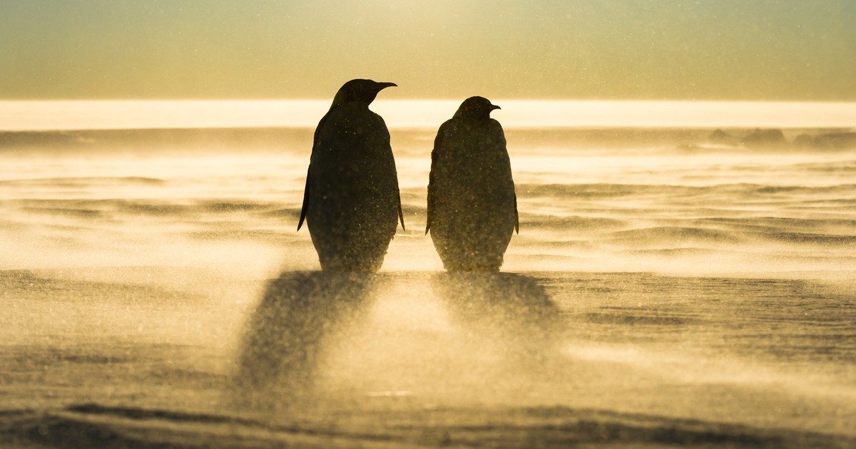 A szerelem haldoklik: Még a pingvinek között is gyakran fordul elő a válás