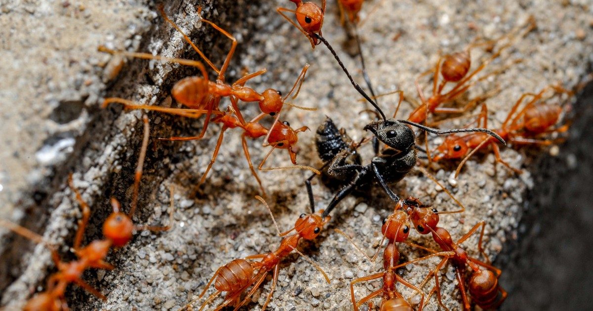 Állati figyelemreméltó: A hangyák haragja hátborzongató titkot árult el