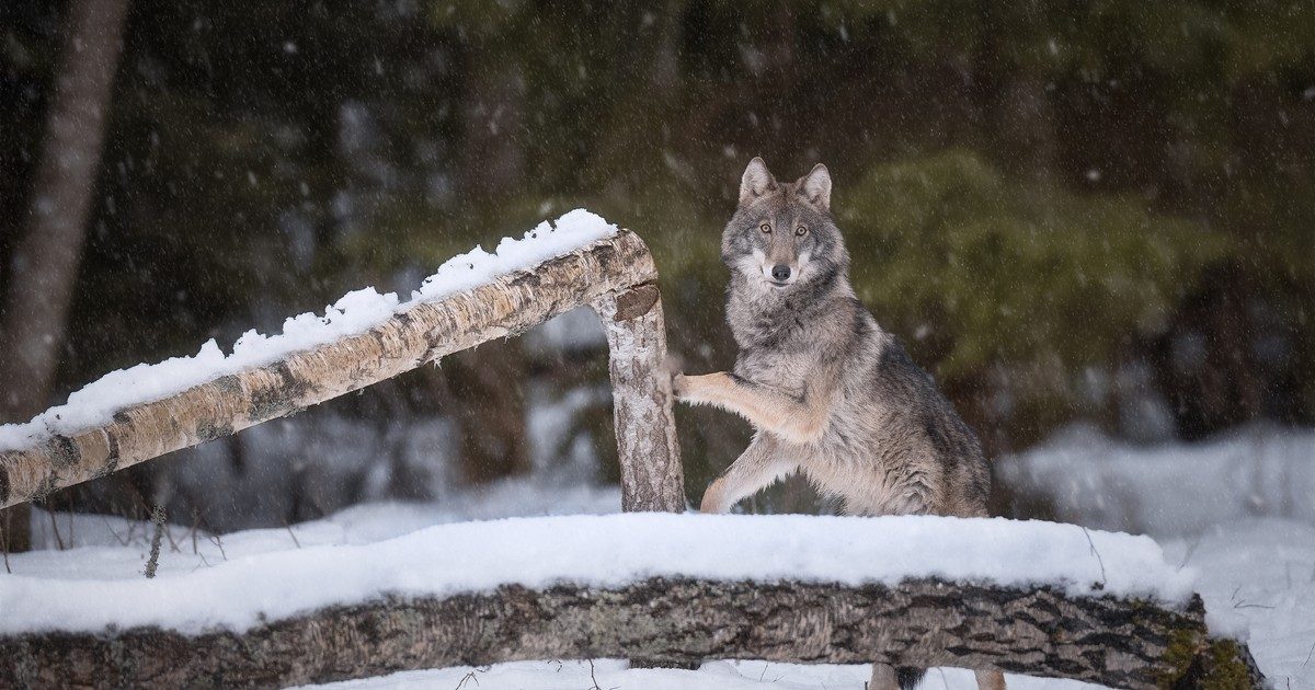 Vadonatúj Megfigyelések: Farkasok Kamerán, Vadak a Kirándulóhelyen